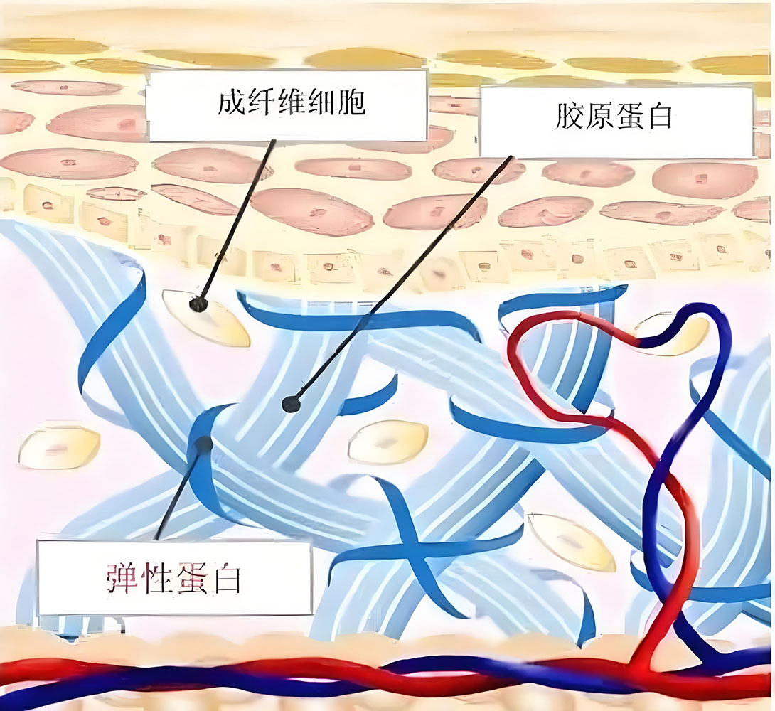 皮肤构成.jpg